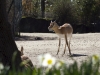 Hagenbeck_03