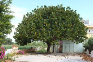 Kreta, Malia