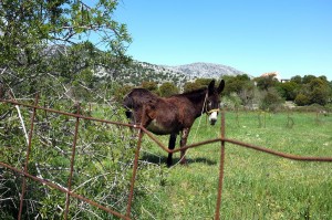 Kreta Berge