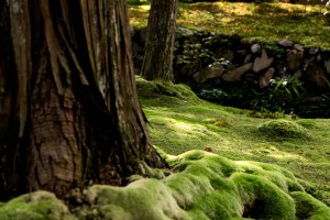 Saihoji, Moss Temple, Kokedera