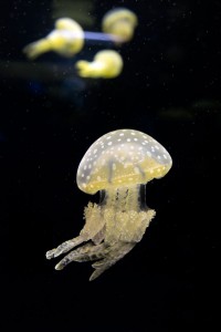 Osaka Japan