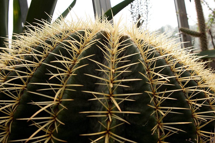 Botanischer Garten Dresden