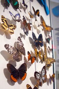 Royal Ontario Museum, Toronto