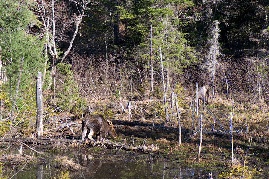 Algonquin Provincial Park, Kanada