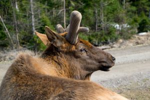 Zoo Sauvage de St-Félicien, Quebec