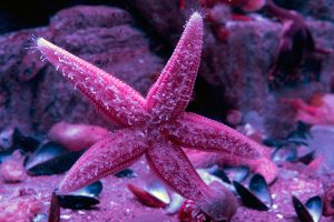 Montreal Biodome, Quebec